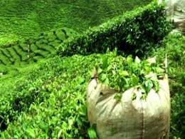 World Bank Probe into Tata Tea Project Finds it Failed to Protect Indian Workers World Bank Probe into Tata Tea Project Finds it Failed to Protect Indian Workers