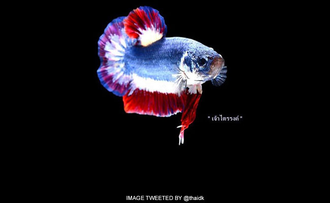 most expensive betta fish