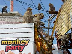 I Wanna Eat Like You-Oo-Oo: Thai Town Lays On Monkey Banquet