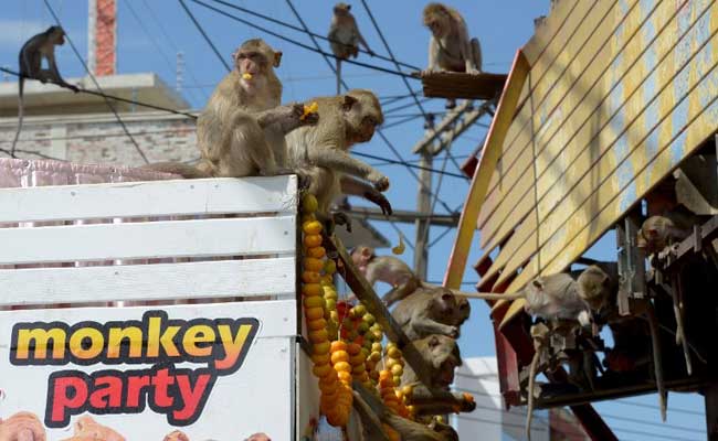 I Wanna Eat Like You-Oo-Oo: Thai Town Lays On Monkey Banquet