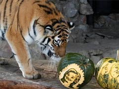 Tiger Tips Hillary Clinton, Bear Backs Donald Trump In Zoo's Mock Vote