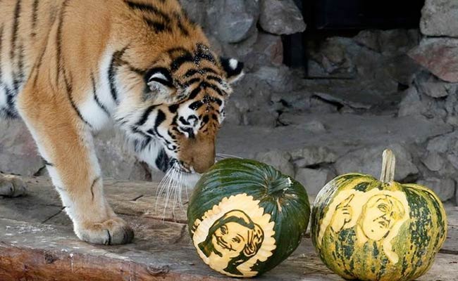 Tiger Tips Hillary Clinton, Bear Backs Donald Trump In Zoo's Mock Vote