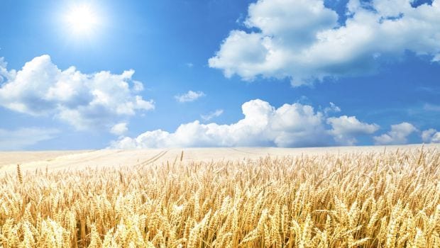 Bharatiya Kisan Union Demands 40 percent Import Duty on Wheat