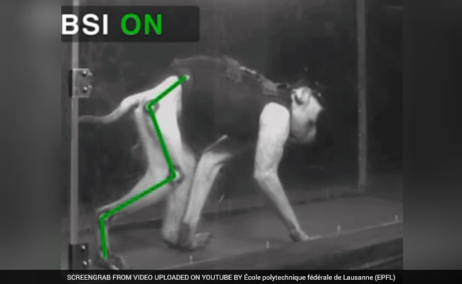 Novel Wireless Brain Sensor Helps Paralysed Monkeys Walk