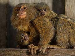 World's Smallest Monkeys Reunited After Australia Zoo Theft