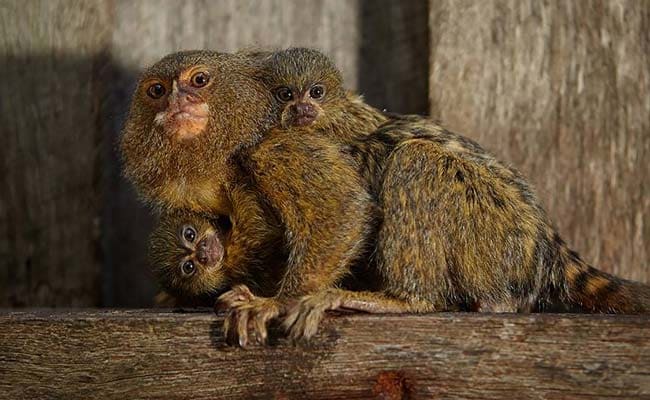 World's Smallest Monkeys Reunited After Australia Zoo Theft