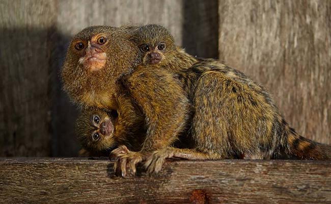 World's Smallest Monkeys Reunited After Australia Zoo Theft