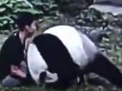He Woke Sleeping Panda. How 265-Pound Bear Reacted Is Caught On Camera