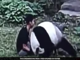 He Woke Sleeping Panda. How 265-Pound Bear Reacted Is Caught On Camera He Woke Sleeping Panda. How 265-Pound Bear Reacted Is Caught On Camera