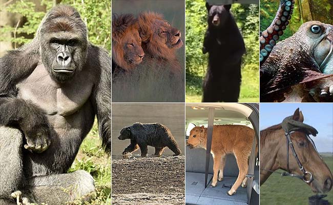 The Most Memorable Animals Of 2016 (Yes, Including Harambe)