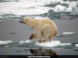 Earth Is On Its Way To The Biggest Mass Extinction Since The Dinosaurs, Scientists Warn Earth Is On Its Way To The Biggest Mass Extinction Since The Dinosaurs, Scientists Warn