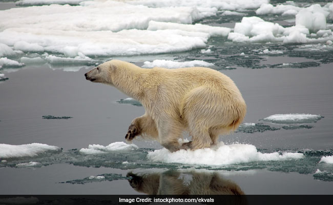 Earth Is On Its Way To The Biggest Mass Extinction Since The Dinosaurs, Scientists Warn