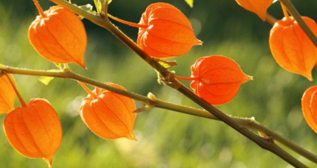 Here's How The Ayurvedic Herb Ashwagandha Eases Symptoms Of PCOD