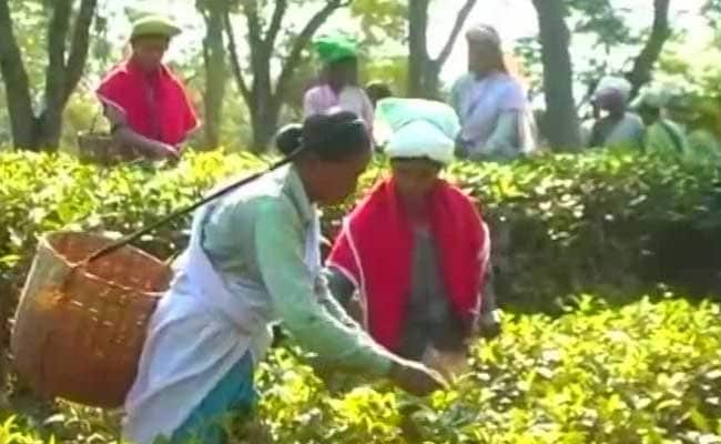 Assam Tea Workers To Be Included In Rural Job Guarantee Scheme
