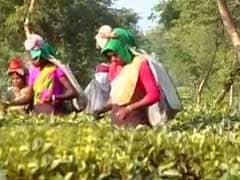 Assam To Deposit Rs 2,500 in 7 Lakh Bank Accounts Of Tea Garden Workers