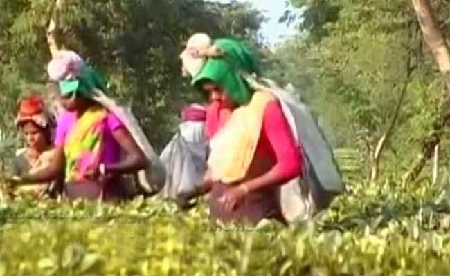 Note Ban Deadline Ends, Ordeal Of Assam's Tea Garden Workers Continue