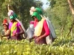 Note Ban Deadline Ends, Ordeal Of Assam's Tea Garden Workers Continue Note Ban Deadline Ends, Ordeal Of Assam's Tea Garden Workers Continue