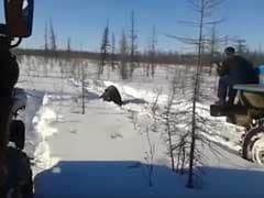 'Squash Him!' Video Of Gruesome Bear-Killing In Russia Goes Viral - And Could Be A Crime