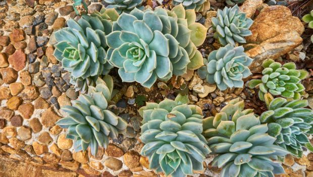 Mexico's Ancient Beverage of Pulque Makes a Comeback
