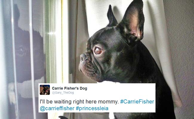 'I'll Still Be Waiting': Carrie Fisher's Dog Tweets For Mommy