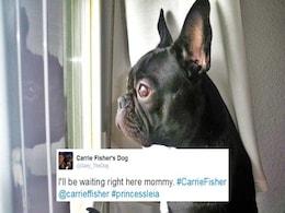 'I'll Still Be Waiting': Carrie Fisher's Dog Tweets For Mommy 'I'll Still Be Waiting': Carrie Fisher's Dog Tweets For Mommy