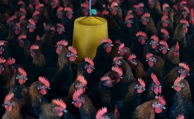 Amid Bird Flu Threat, China's Wuxi City To Suspend Poultry Trade
