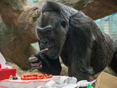 Happy Birthday To Colo: Oldest Gorilla In US Turns 60