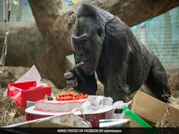 Happy Birthday To Colo: Oldest Gorilla In US Turns 60 Happy Birthday To Colo: Oldest Gorilla In US Turns 60