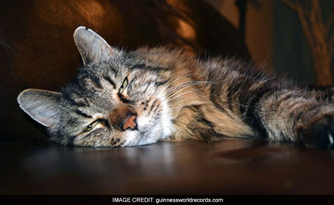 World's Oldest Cat Goes Missing, Declared Dead