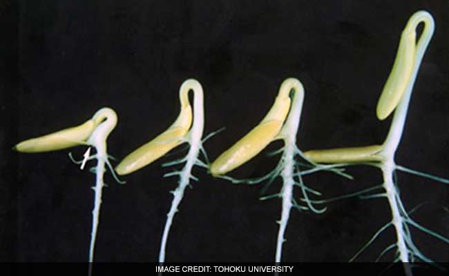 Cucumbers Grown In Space Show How Plants Sense Gravity
