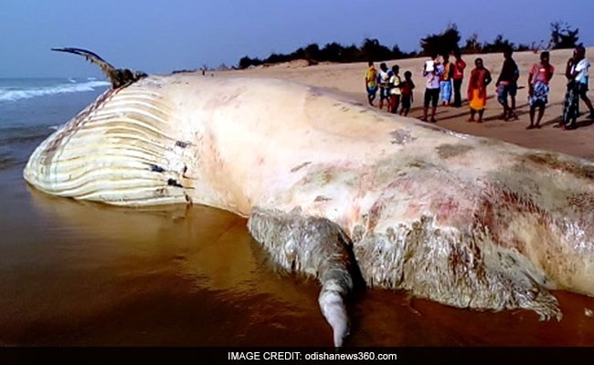 ओडिशा के पुरी जिले में समुद्र तट पर 42 फुट लंबी व्हेल मरी हुई मिली