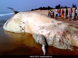 42-Foot-Long Dead Whale Found On Odisha Beach 42-Foot-Long Dead Whale Found On Odisha Beach