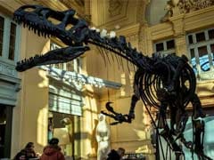 Million Dollar Dinosaur Sells At Auction In France