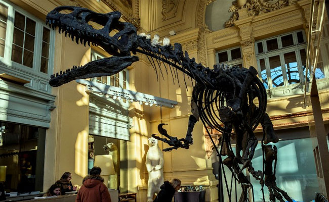 Million Dollar Dinosaur Sells At Auction In France