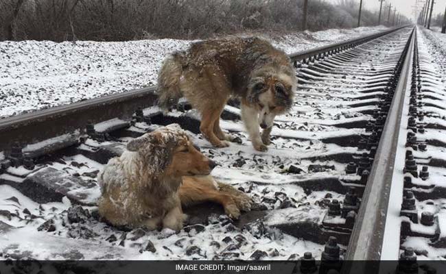 ट्रेनें ऊपर से गुज़रती रहीं, लेकिन बर्फ से ढकी पटरियों पर घायल दोस्त के साथ ही रहा 'हीरो' कुत्ता