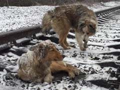 Hero Dog Stays With Injured Friend On Frozen Train Track For Two Days