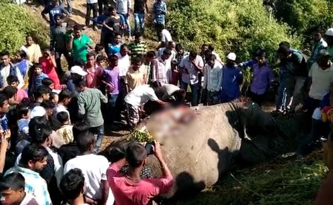 Speeding Train Kills 3 Elephants In Assam