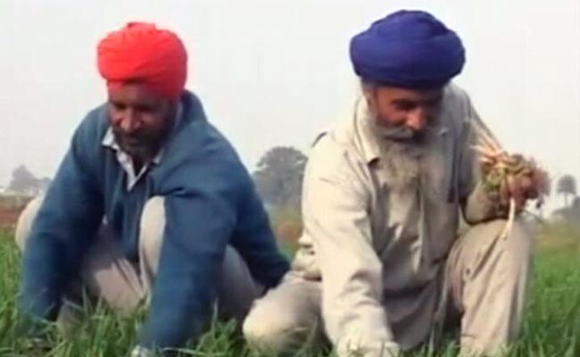 गेहूं पर आयात शुल्क ख़त्म, पंजाब से देश के 'गेहूं के कटोरे' का ताज छिनने का खतरा... गेहूं पर आयात शुल्क ख़त्म, पंजाब से देश के 'गेहूं के कटोरे' का ताज छिनने का खतरा...