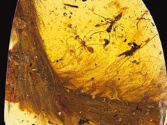 Feathered Dinosaur Tail Found Encased In Amber