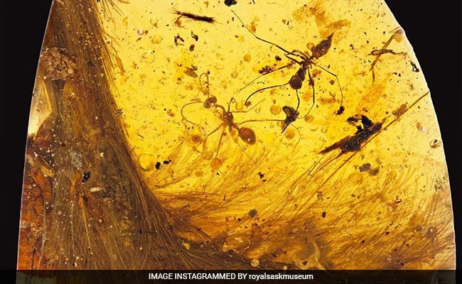 Feathered Dinosaur Tail Found Encased In Amber