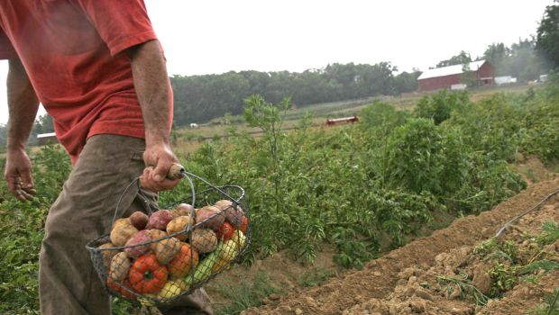 Vegetables Won't Feed The World