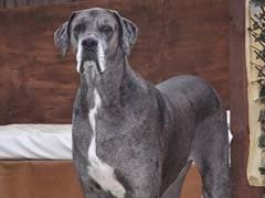 7 Feet 6 Inches Great Dane In UK Declared World's Largest Dog