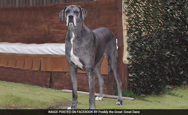 7 Feet 6 Inches Great Dane In UK Declared World's Largest Dog