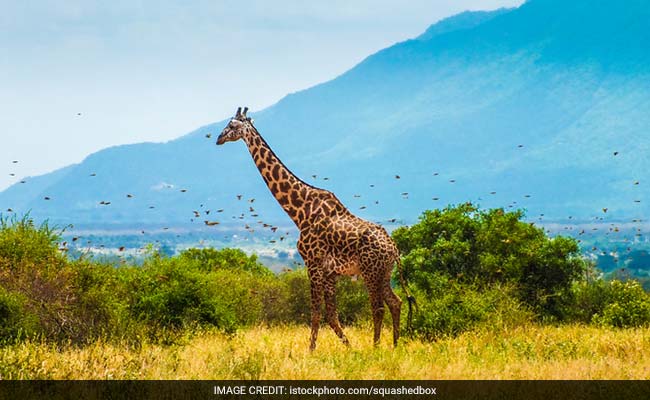 Giraffe-Less Delhi Zoo Hopes To Acquire Animal From Thailand