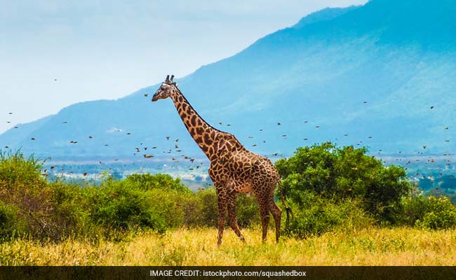 Giraffes, Rarer Than Elephants, Put On Extinction Watch List