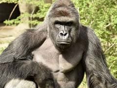 The Most Memorable Animals Of 2016 (Yes, Including Harambe)