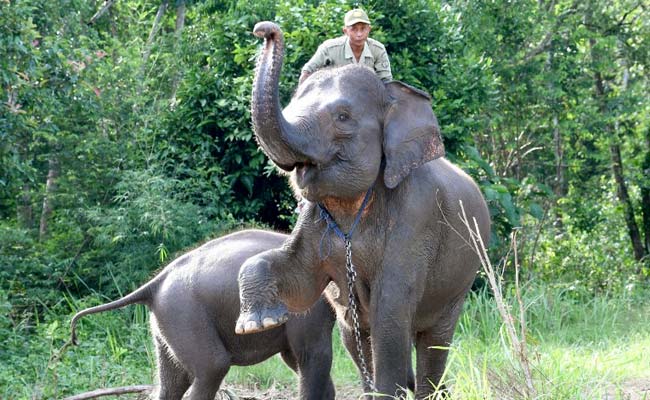 Captive Sumatran Elephants Help Save Wild Cousins On Forest Frontline