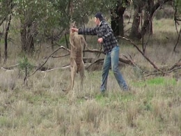 Man Punched Kangaroo To Rescue Dog. Over 22 Million Views For Video Man Punched Kangaroo To Rescue Dog. Over 22 Million Views For Video