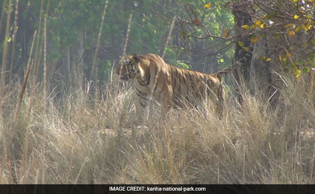 Kanha's Famous Tiger Bheema Killed In Territorial Fight