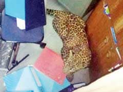 Leopard Trapped In Pune College Kitchen; Rescued After 4 Hours
